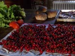 Azienda Agricola IL GHIZZO